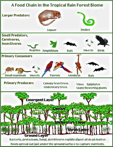 Rainforest Food Chain - Understanding the Balance of Life - Green